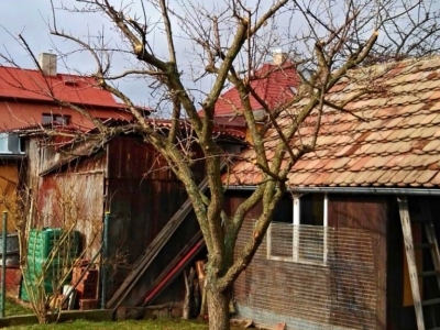 Řez ovocných stromů